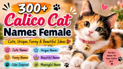 300+ female calico cat names with cute, unique, funny, beautiful, and color-inspired ideas