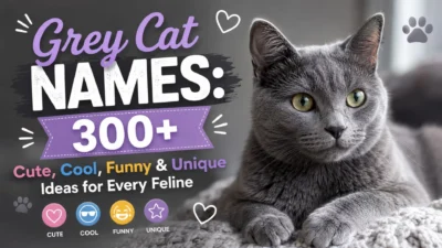 Grey cat with green eyes beside the title "300+ Grey Cat Names" featuring cute, cool, funny, and unique naming ideas